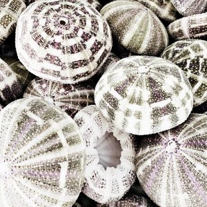 Sea urchin 1 coastal prints